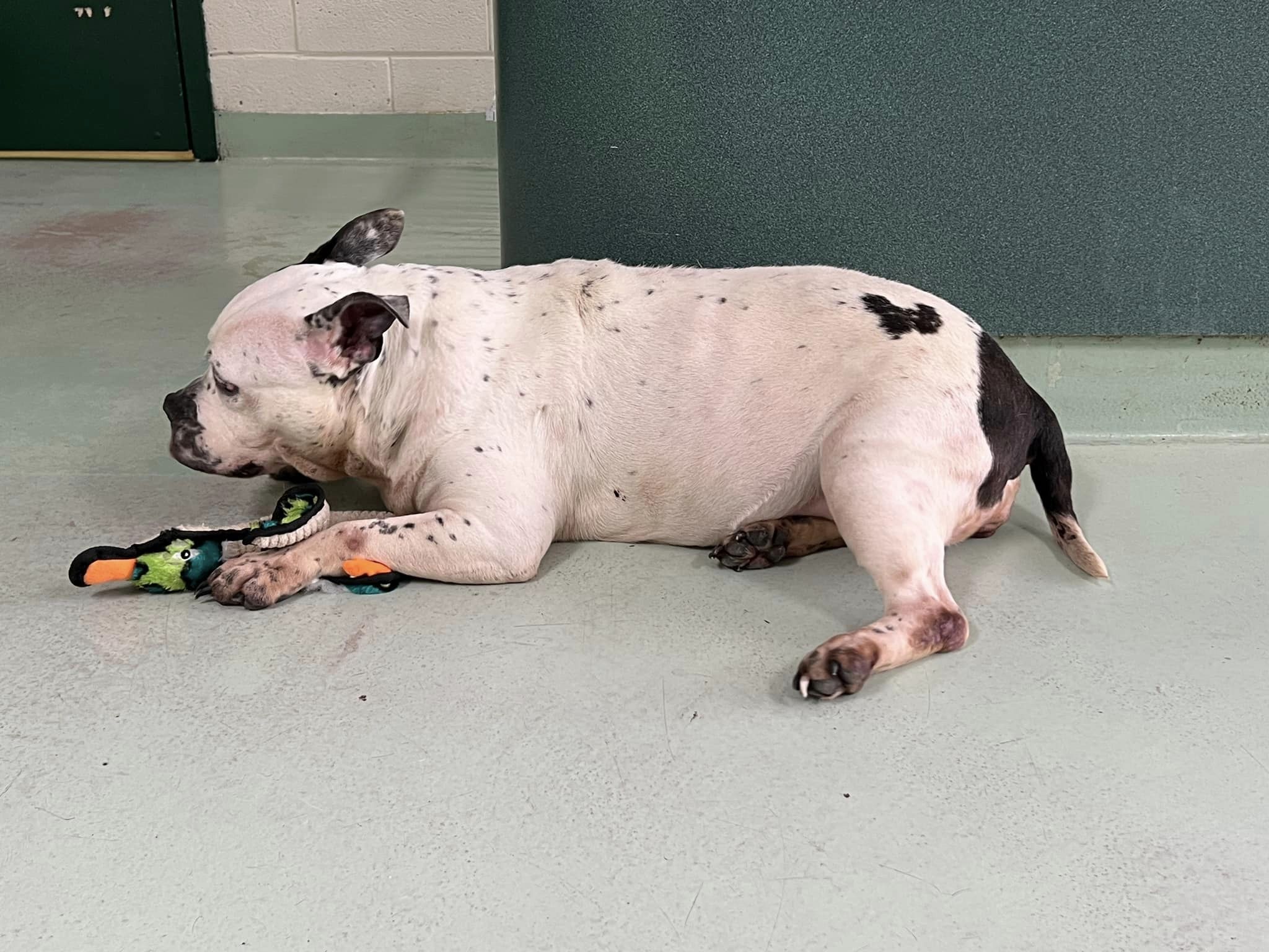 dog lying at the shelter