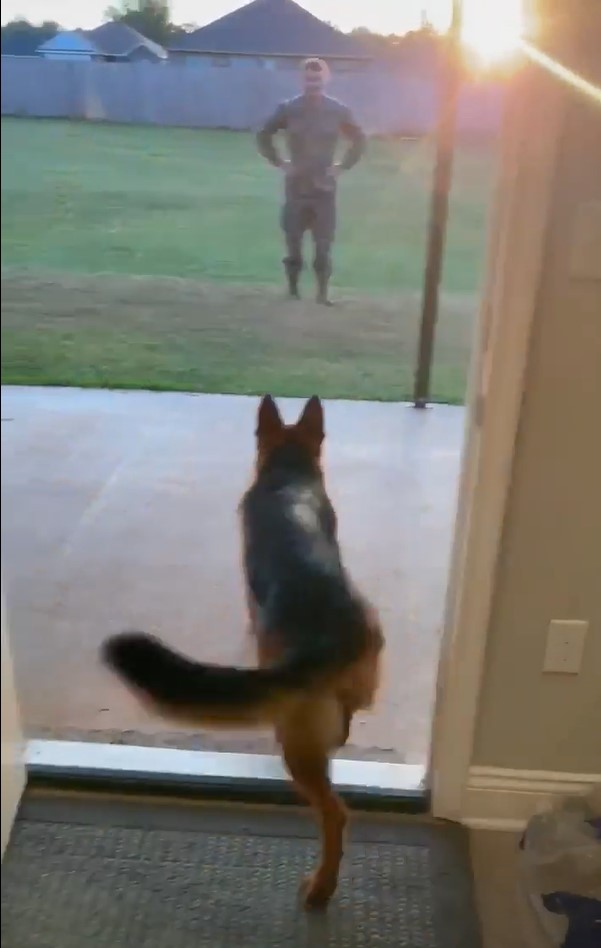 the dog runs when it sees its owner