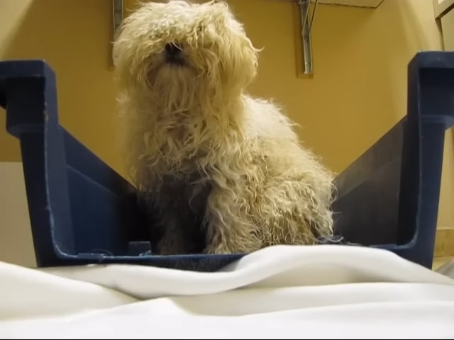 white poodle confused in a box