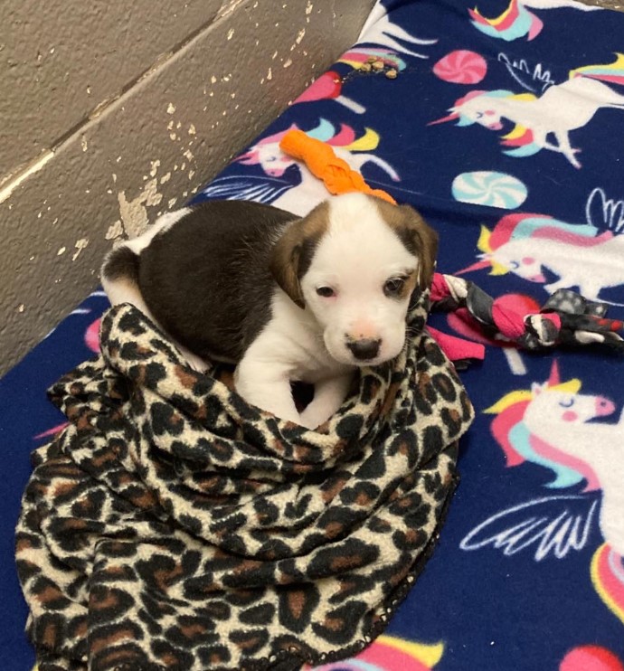 Dog Rescued By A Shelter In Virginia Keeps Staring At The Wall Due To A