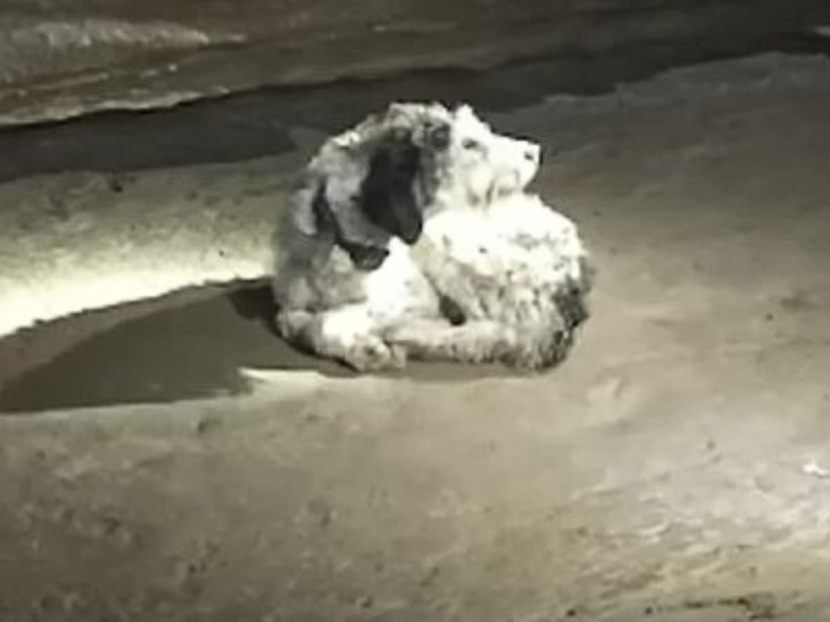 dog in a cave