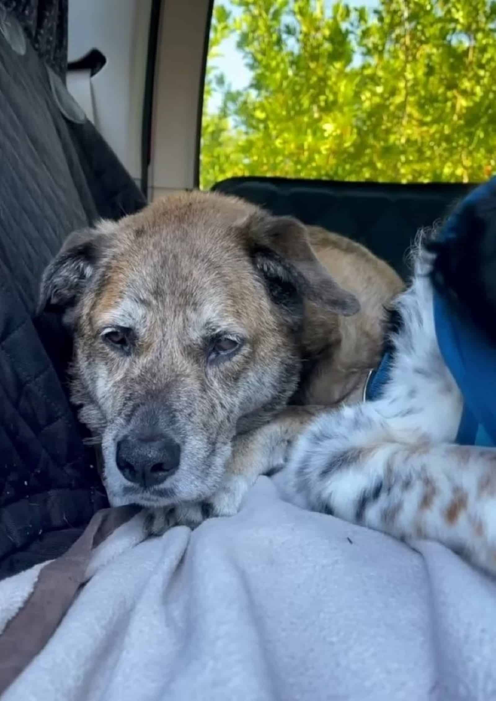 dog looking sad lying in the car