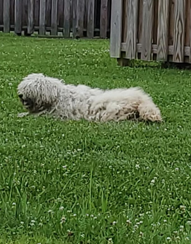 a shaggy white dog lies on the grass