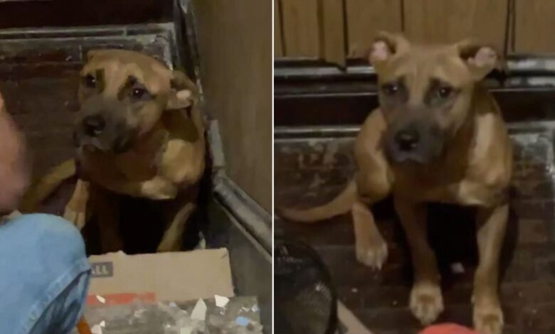 Family Abandons Their Dog In An Empty House, Now He’s The Happiest Boi Ever