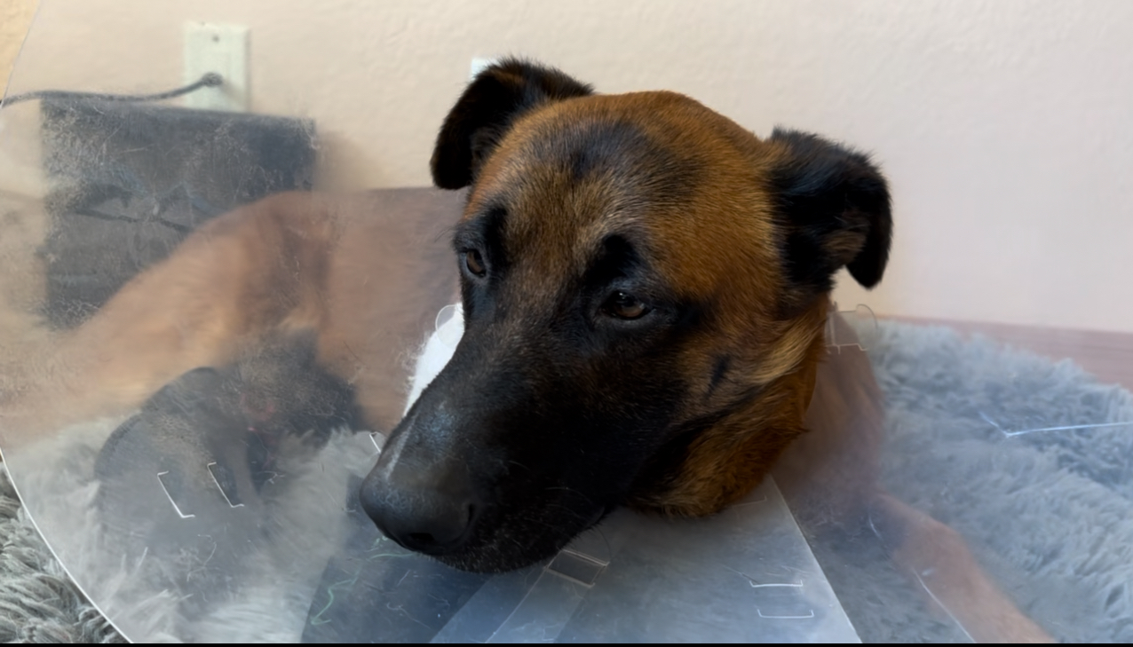 dog with a cone around his neck