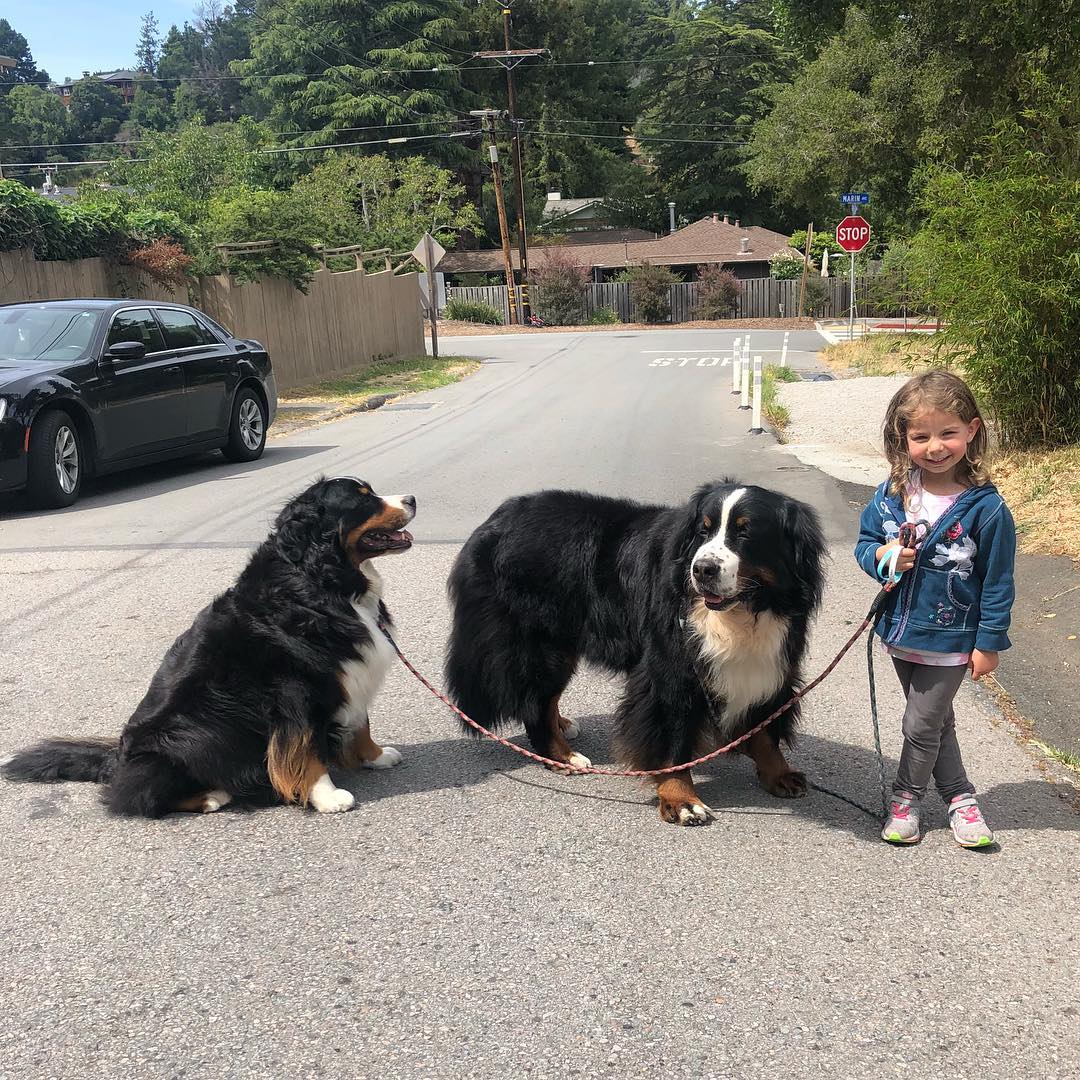 two giant dogs and a little girl in the street