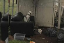 Heartbroken Dog Waits For The Family Who Abandoned Him To Come Back