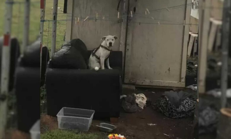 Heartbroken Dog Waits For The Family Who Abandoned Him To Come Back
