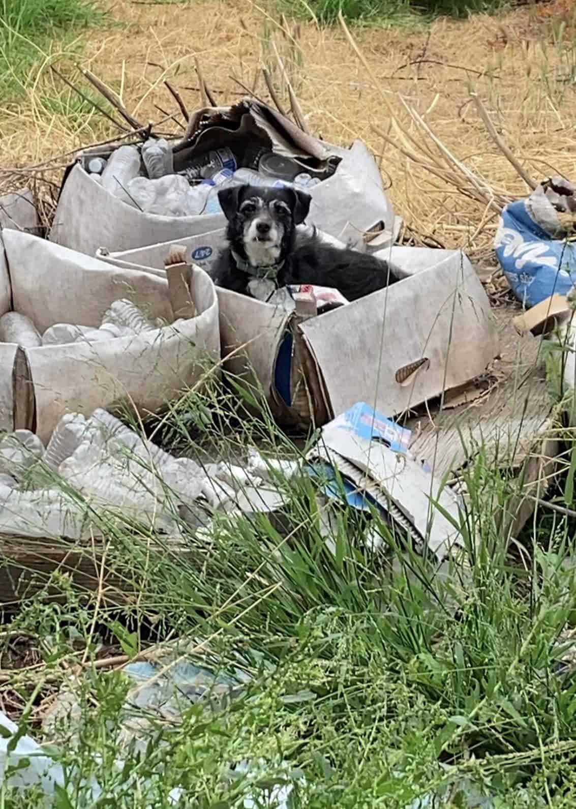 senior dog in a pile of garbage