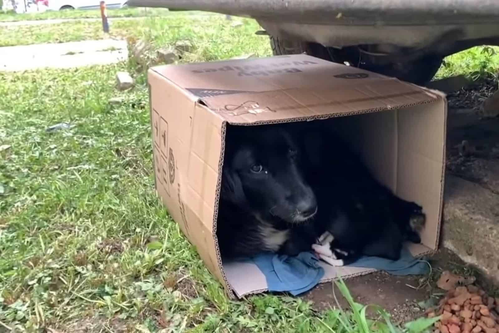 stray black dog lying in a cardboard box