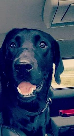 photo of a black dog in a car