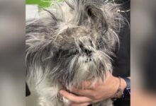 Matted Stray Dog Is Unrecognizable After A Transformation Of A Lifetime