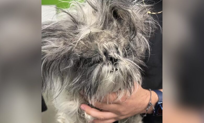 Matted Stray Dog Is Unrecognizable After A Transformation Of A Lifetime