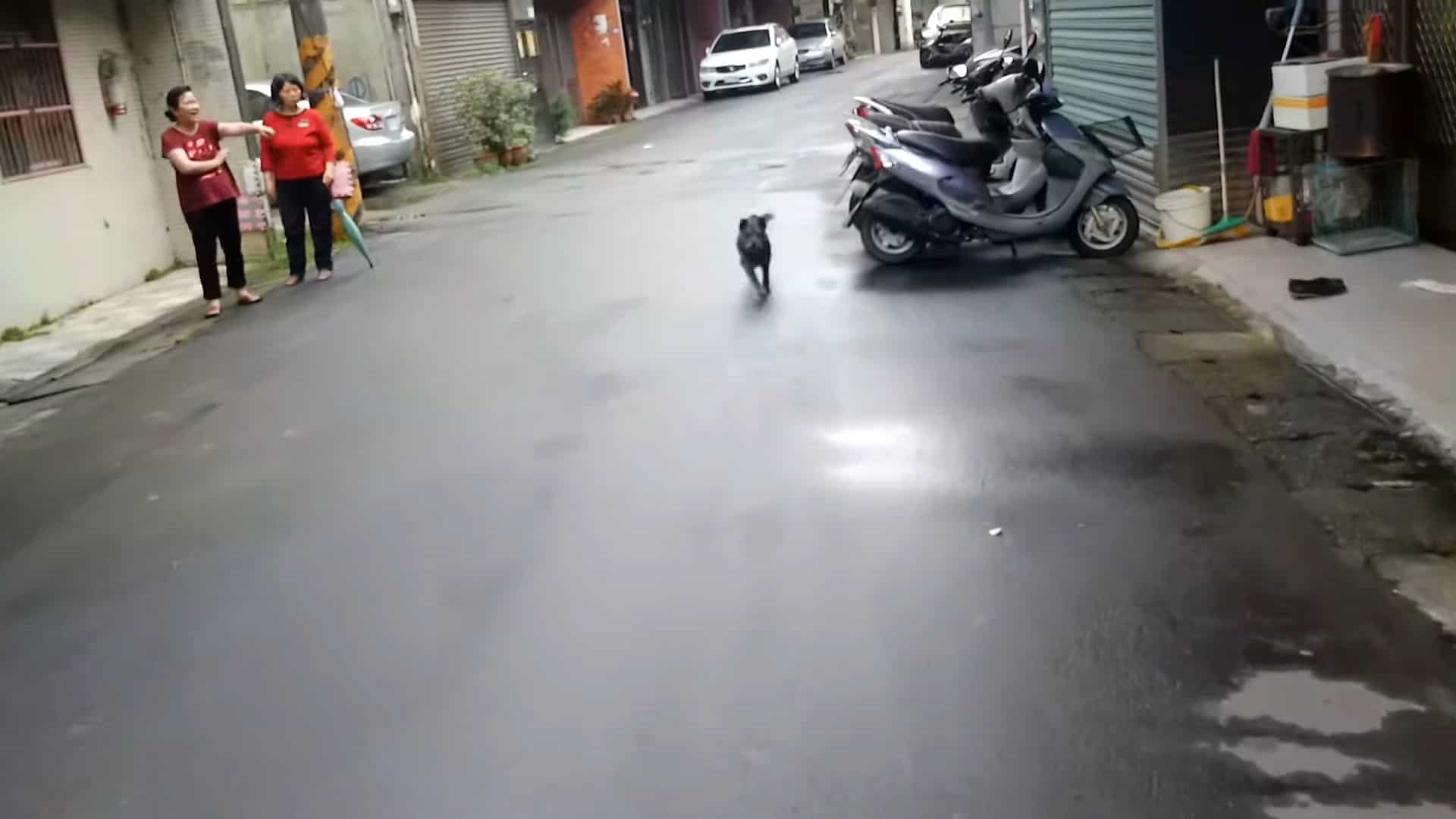little dog running on the street