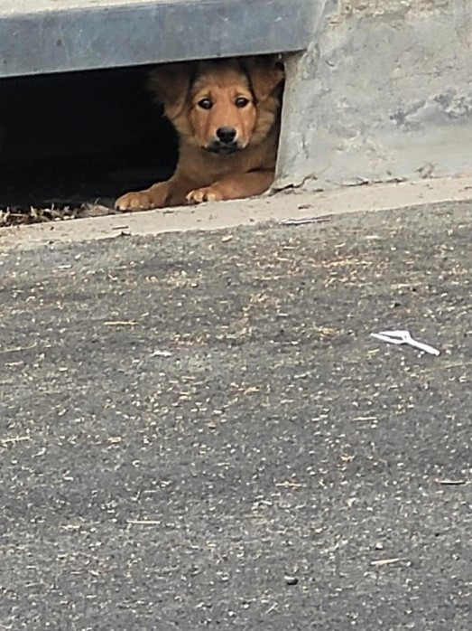 a dog peeks out of the sewer