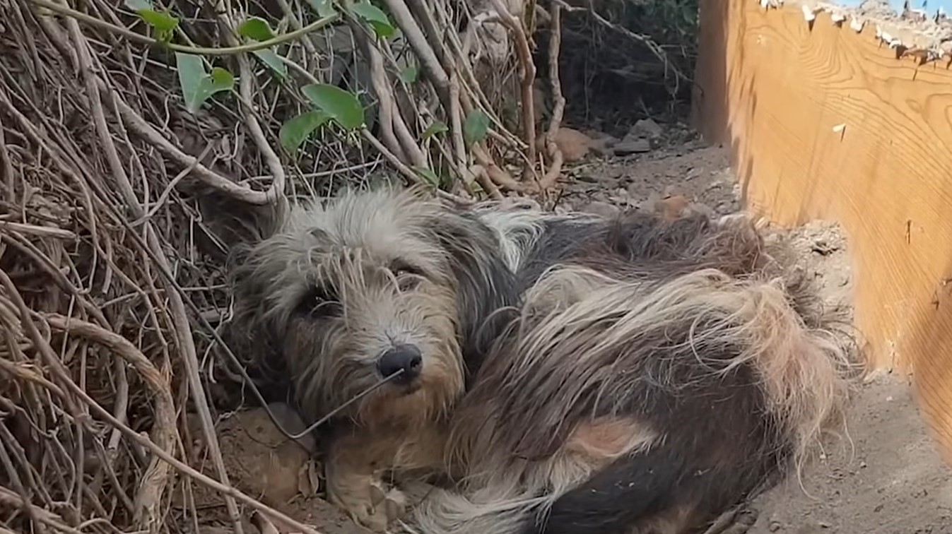 photo of abandoned dog