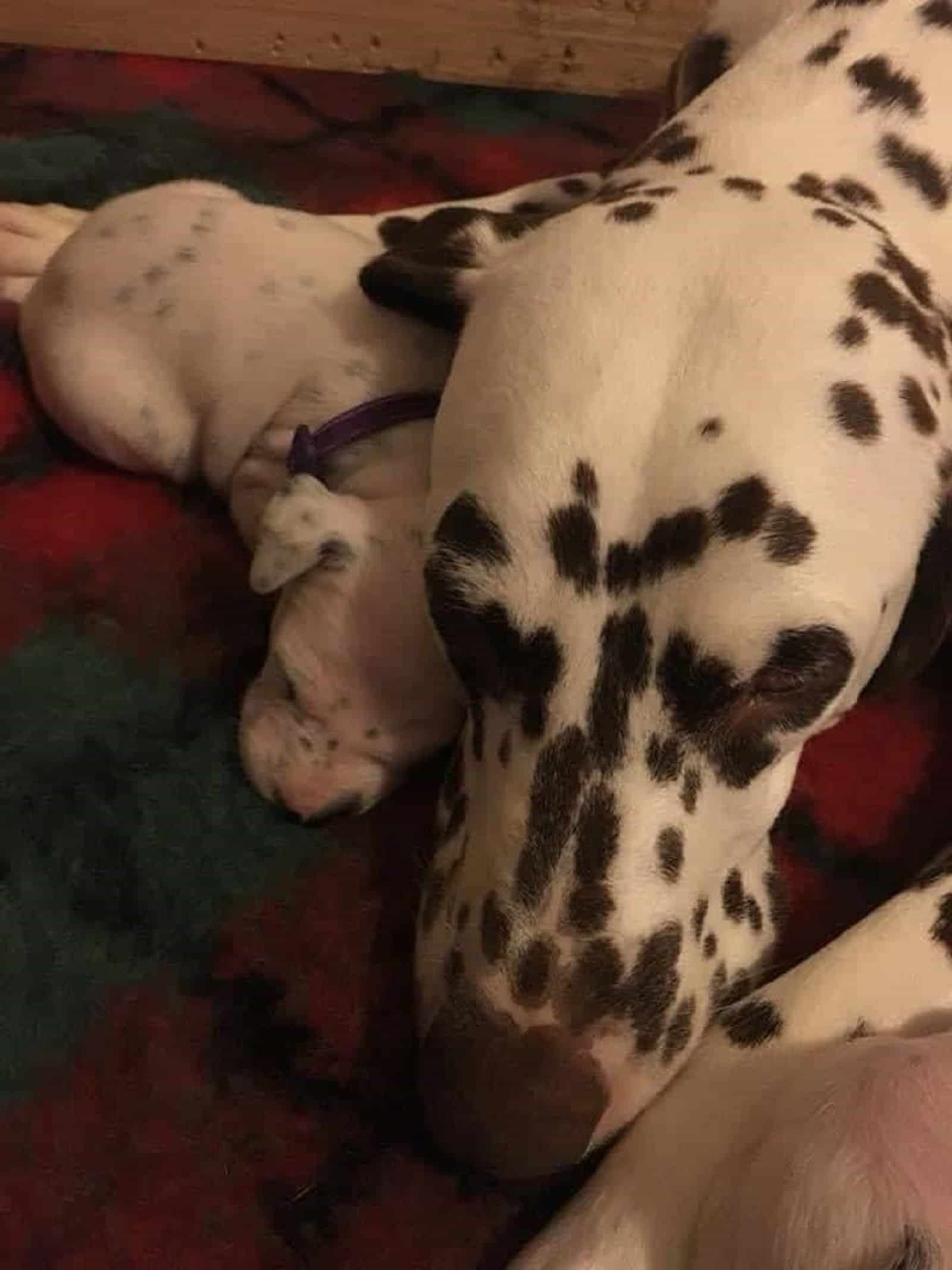 dalmatian dog with her puppies lying on the floor