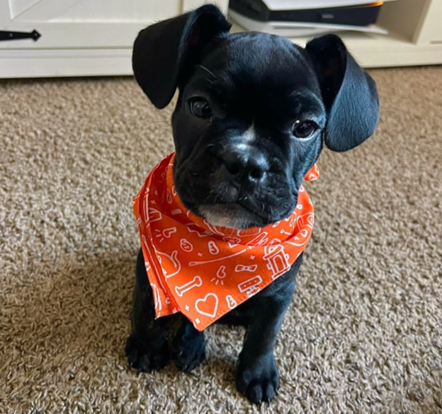 cute puppy with bandana