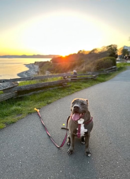 dog posing at sunset