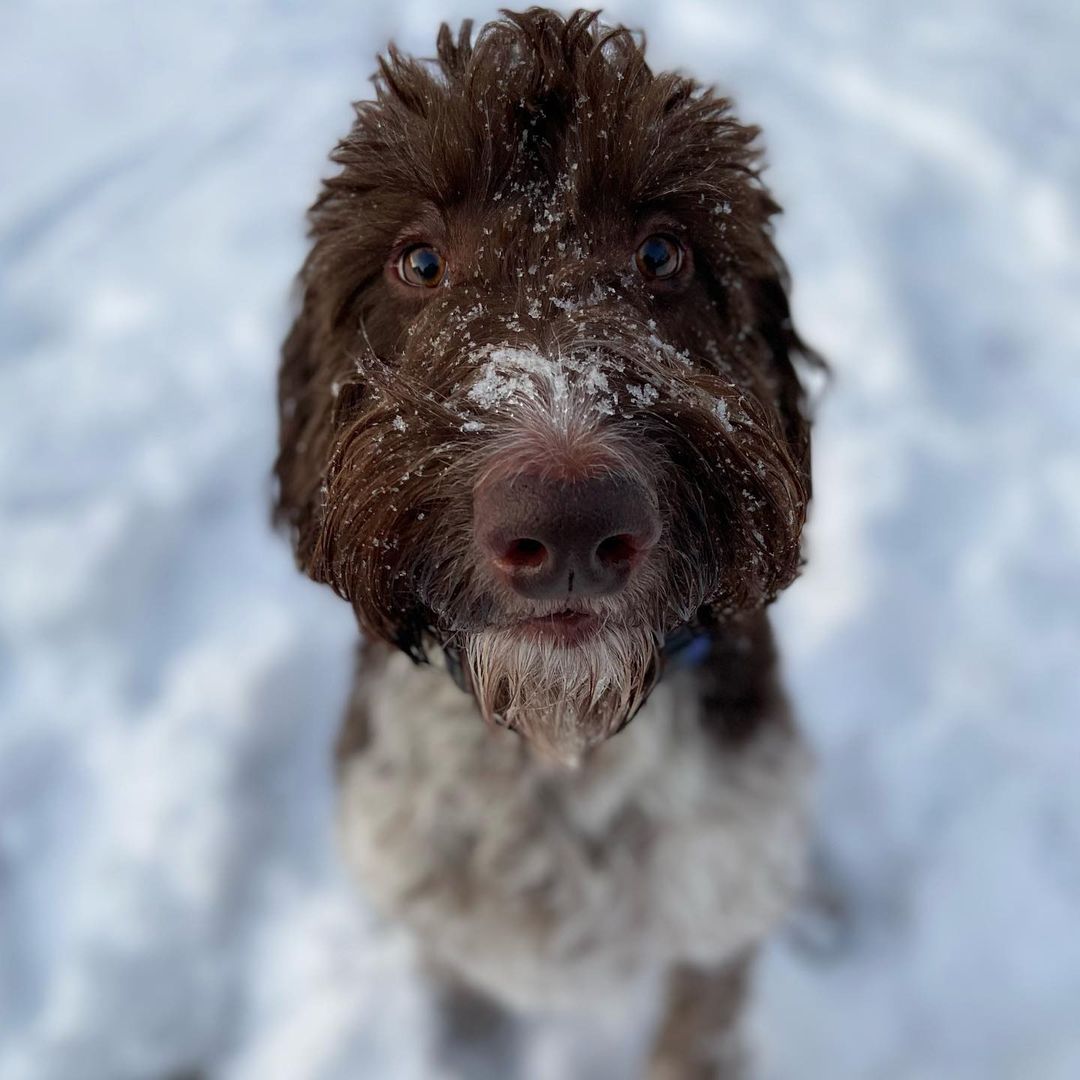 cute dog on snow
