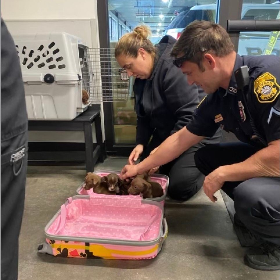 police officers carresing puppies in a suitcase
