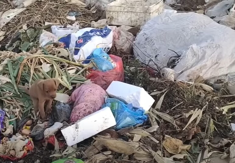 puppy eating from garbage