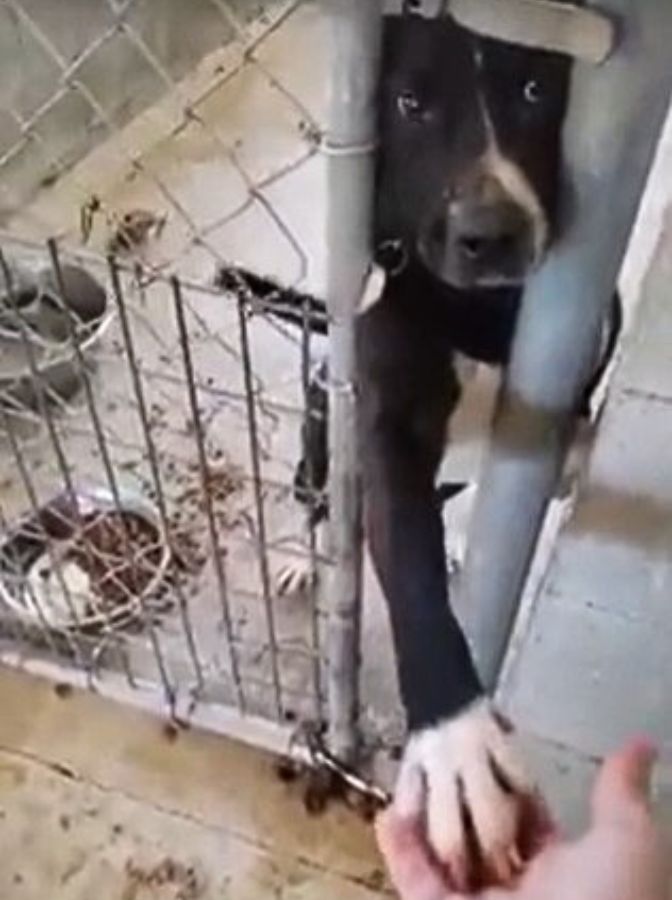 shelter dog reaching out of the fence with his paw