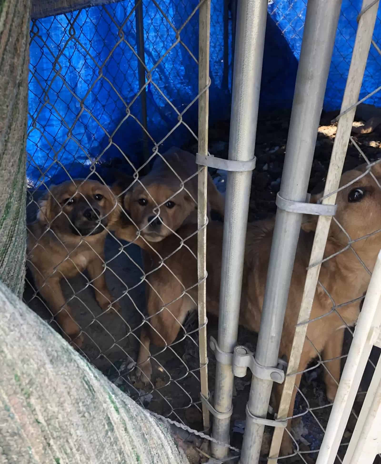 puppies in a cage in a filthy pen