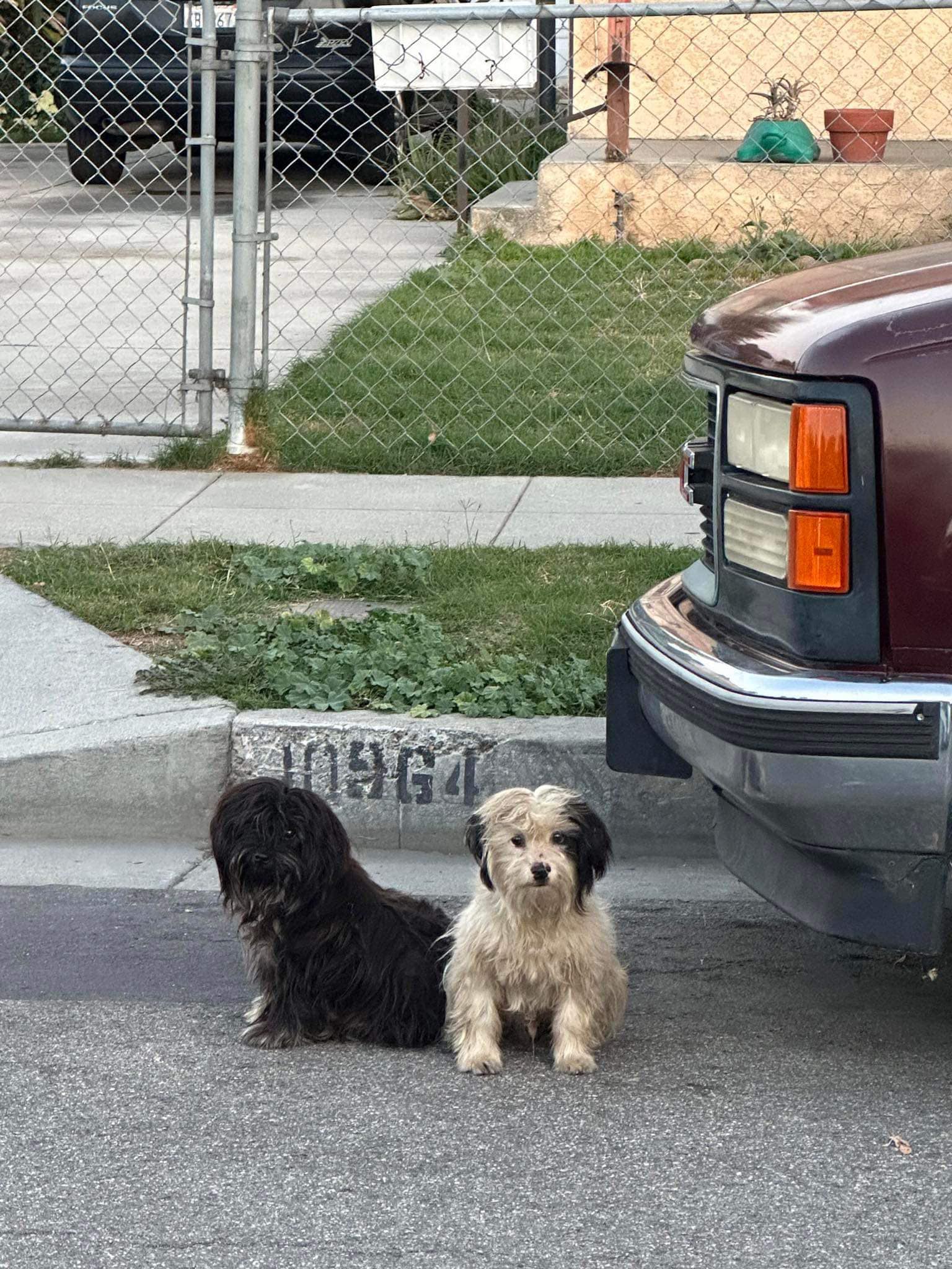two dogs sitting in the street