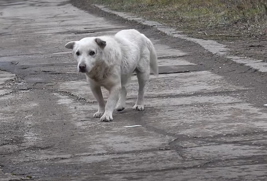 stray dog walking