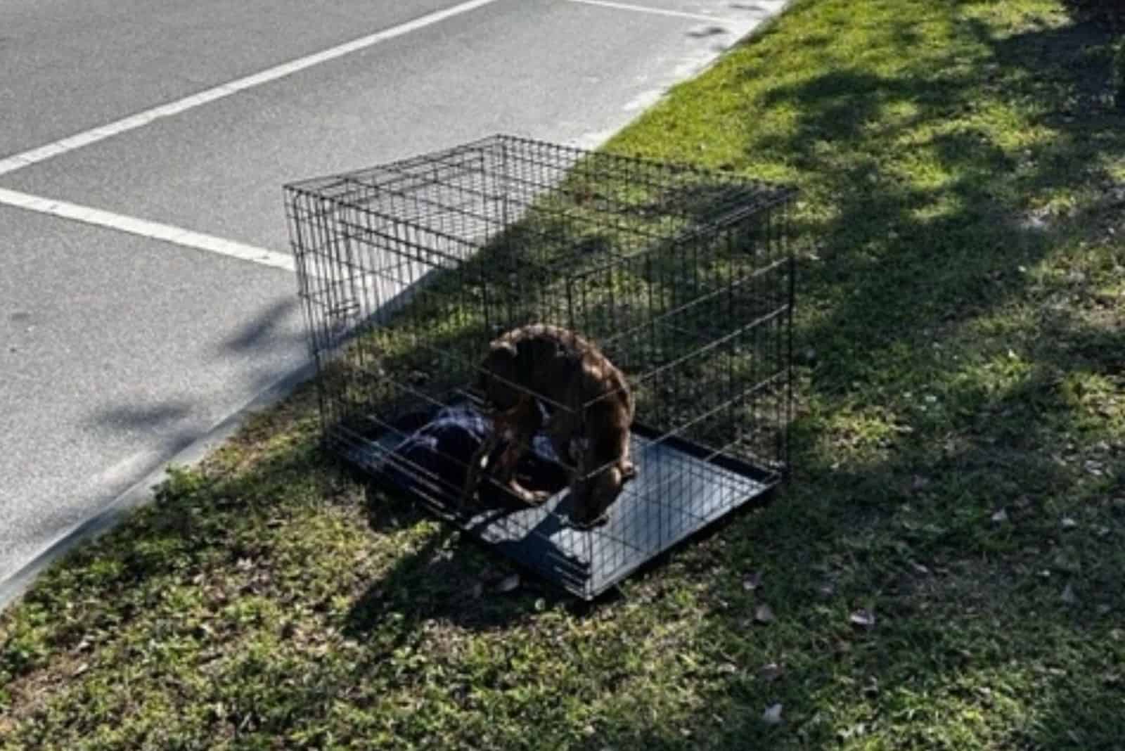 dog in a cage next to a road