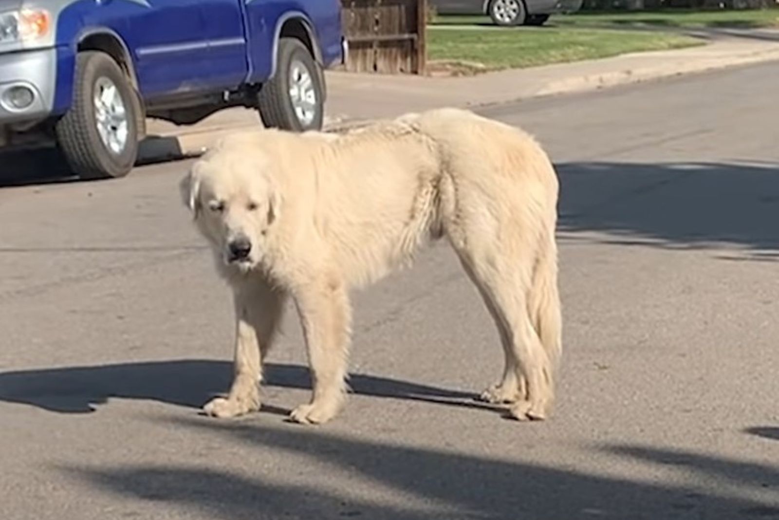 a big white dog is standing on the street