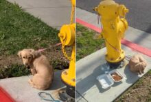 Sad Puppy Refused To Eat Anything After Being Left Tied To A Fire Hydrant By His Owner