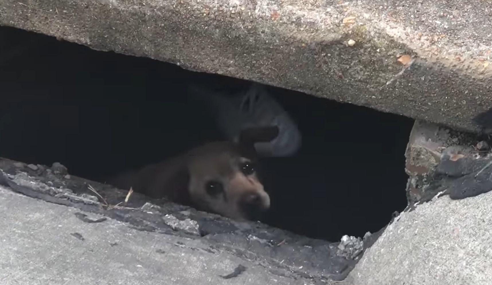 a dog stuck in a sewer
