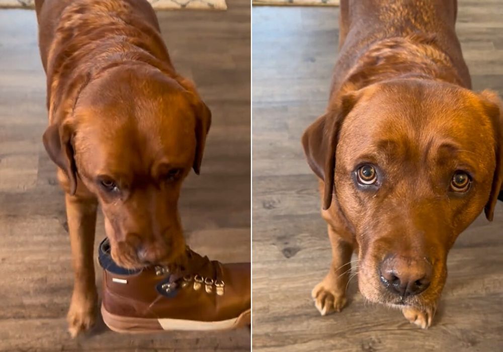 dog taking a shoe to his owner