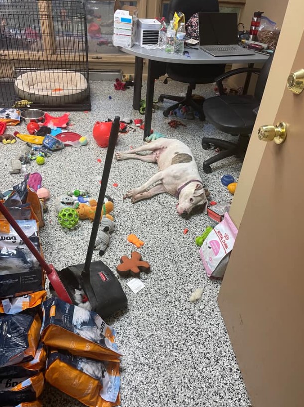 the dog lies in the mess he made