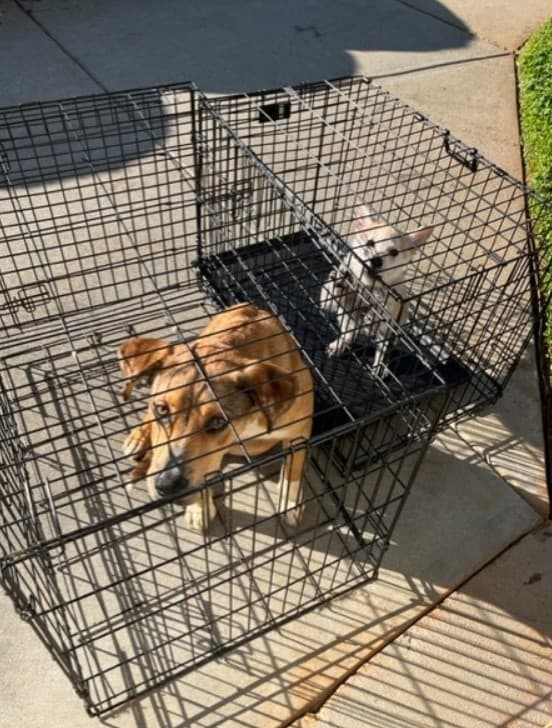 two dogs left in a cage on the street