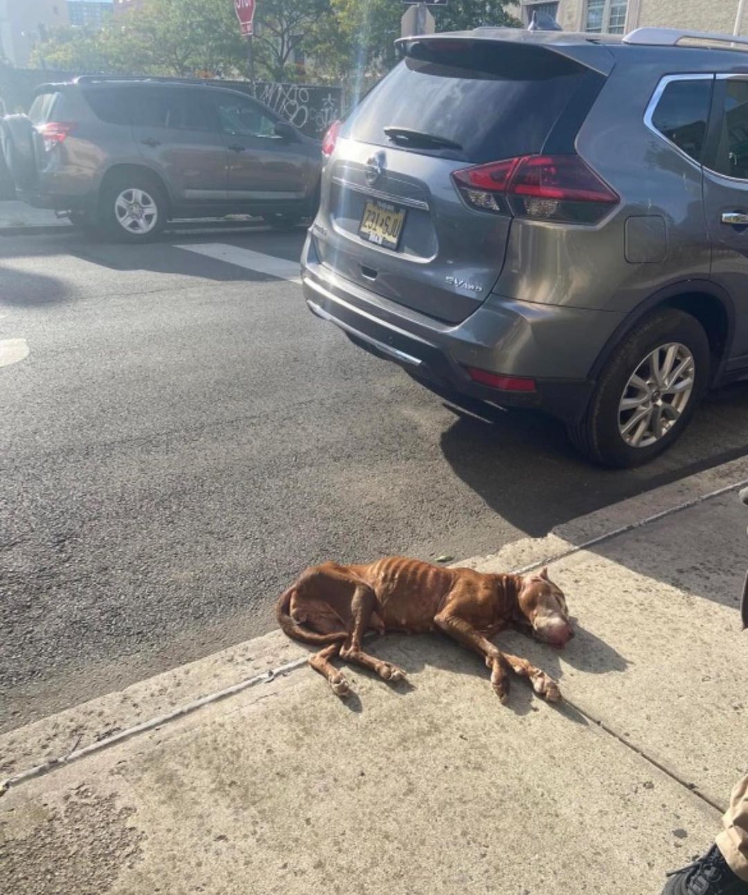 dog collapsed on the street