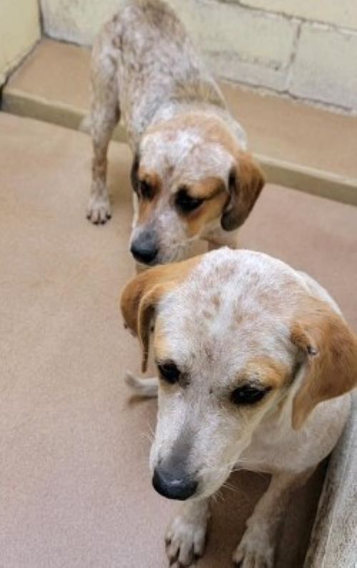 two dogs at the shelter 