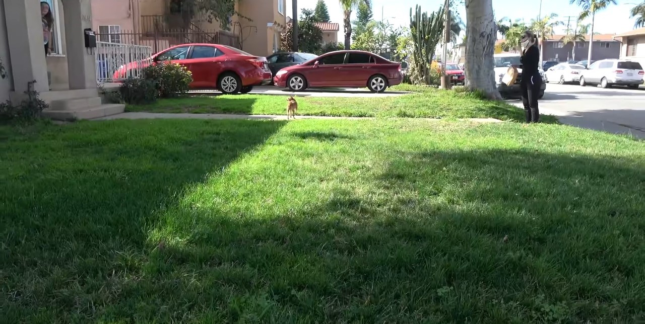 dog on front lawn