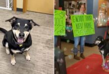 Sweet Dog Gets To Walk Down A Red Carpet After Being Adopted By His New Mom