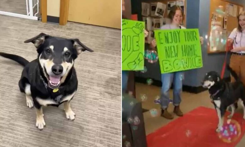 Sweet Dog Gets To Walk Down A Red Carpet After Being Adopted By His New Mom