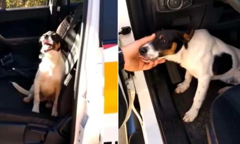 Sweet Dog Was Desperate For Help, So He Jumped In A Police Car And Waited To Be Adopted