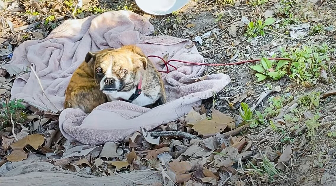 abandoned dog laying on an old blanket outdoor