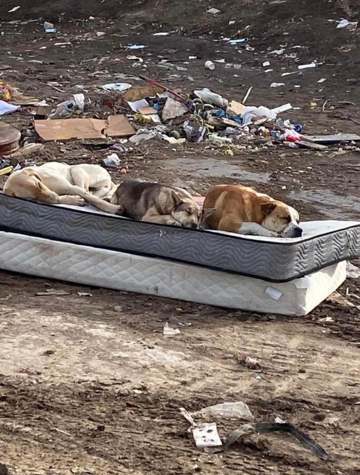 three dogs sleeping on a dumpsite