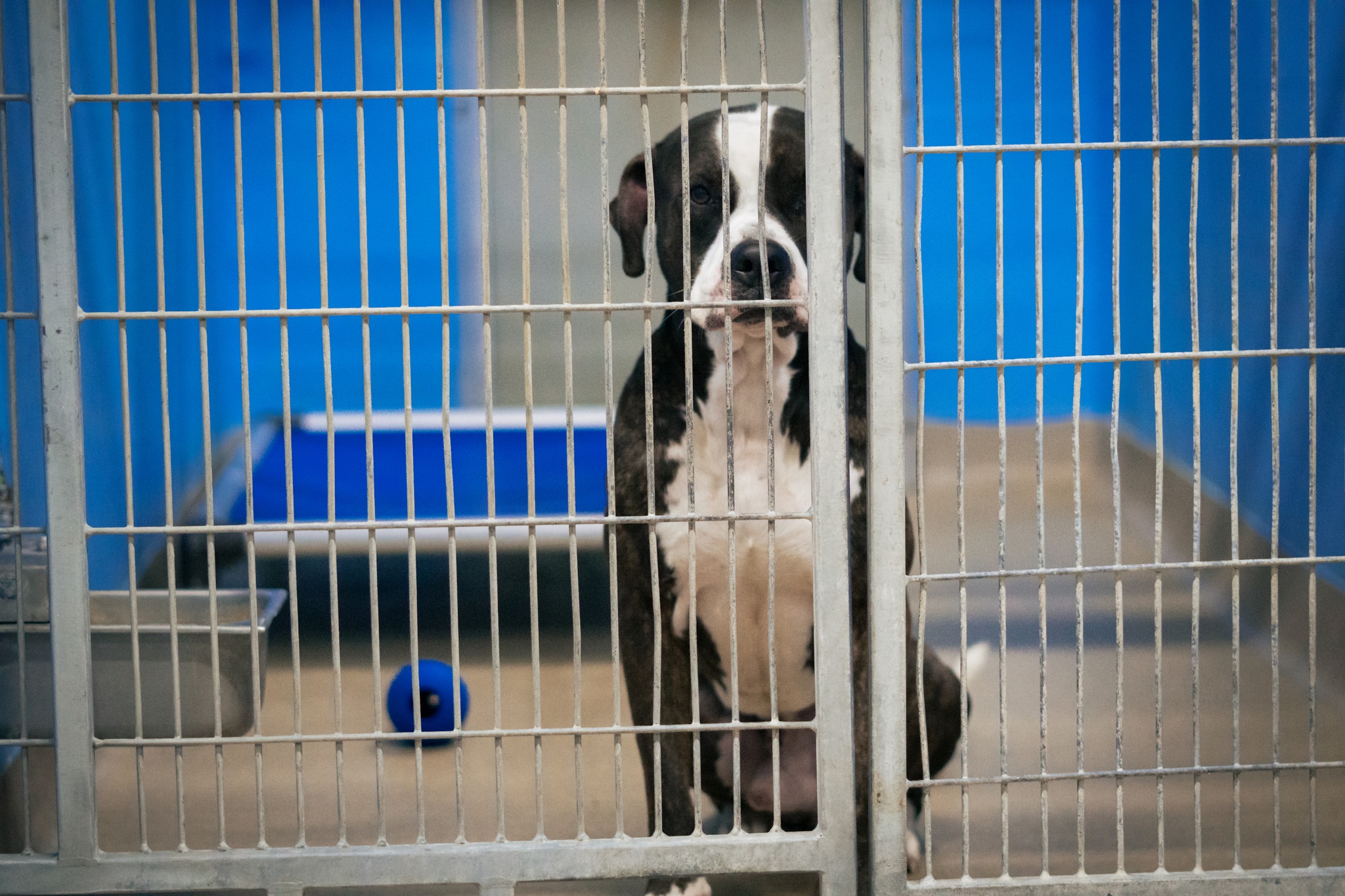 sad dog sitting in a kennel