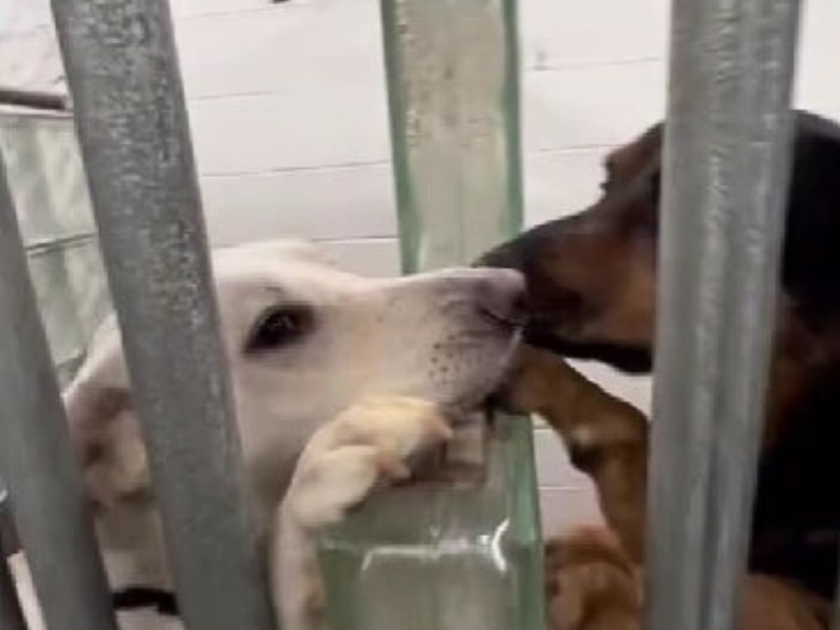 two dogs kissing