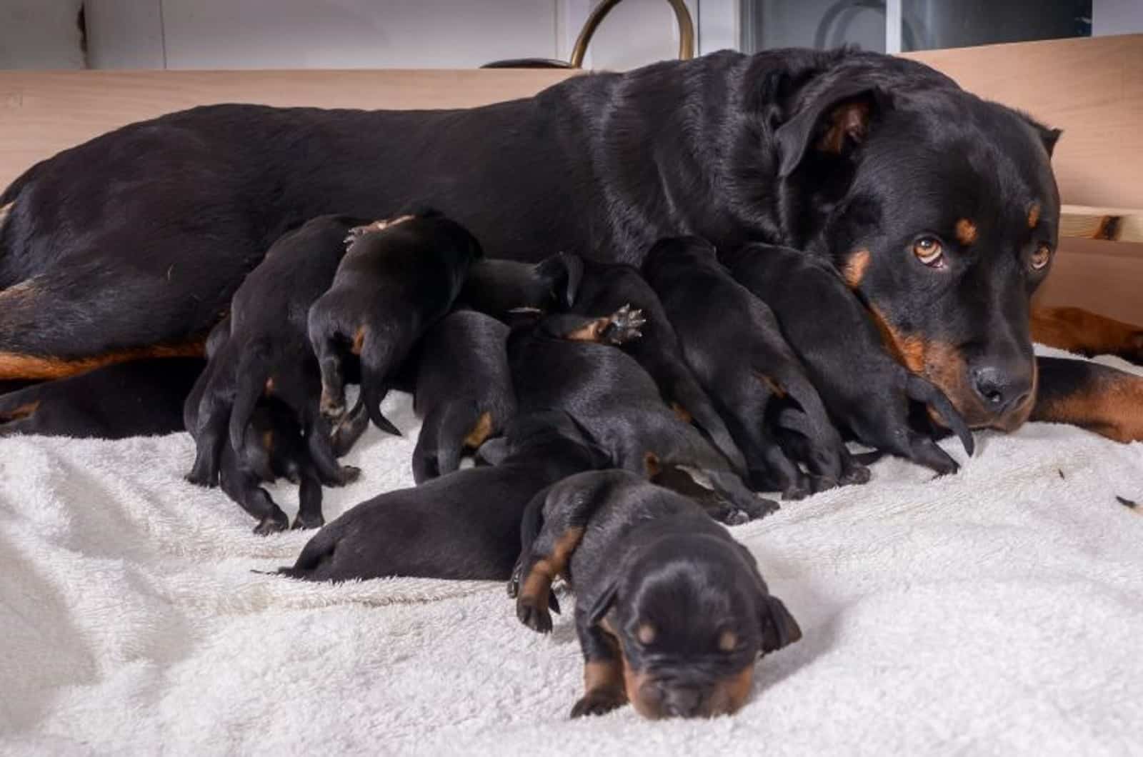 rottweiler dog and her puppies lying on the bed