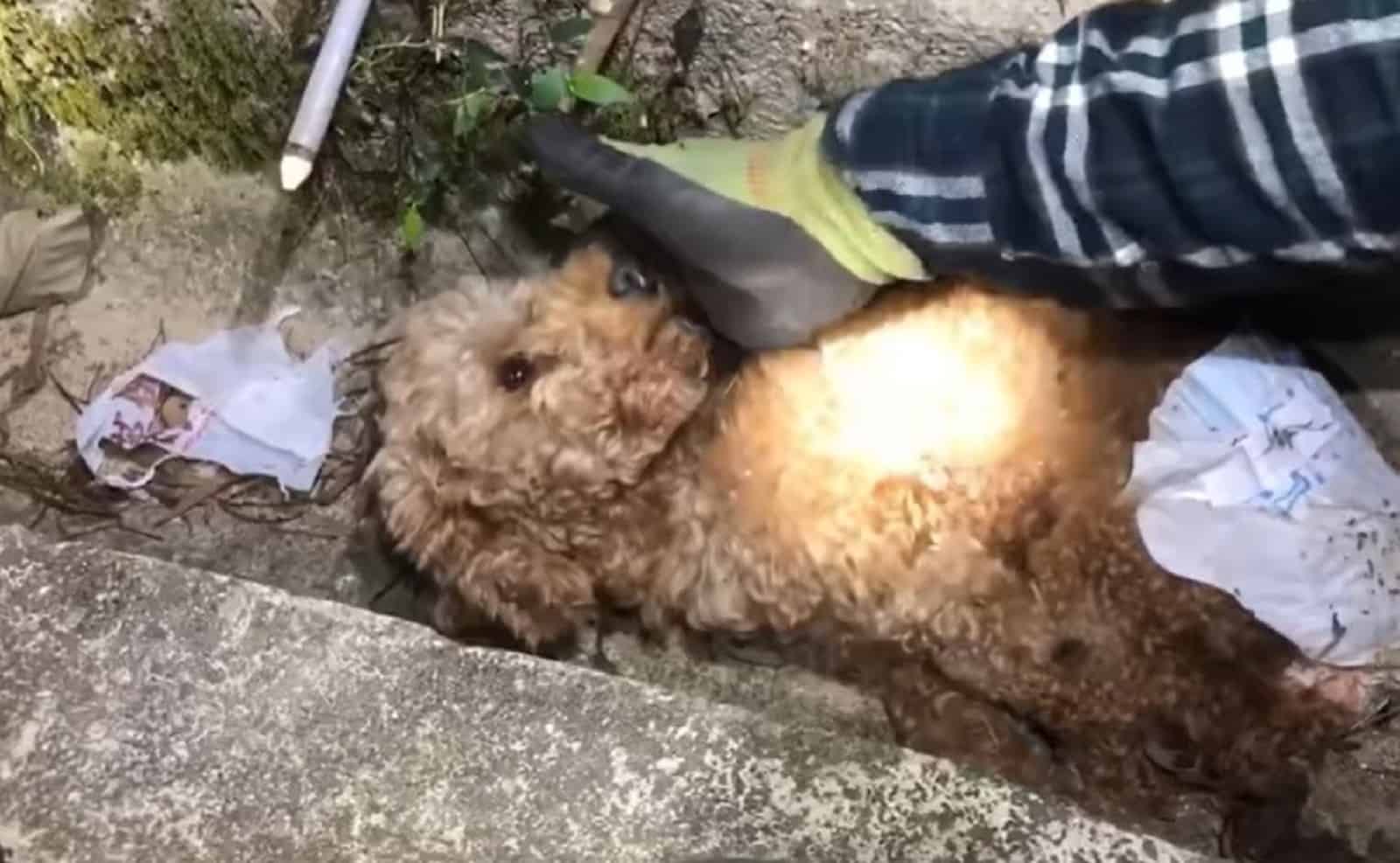 injured puppy in the ditch