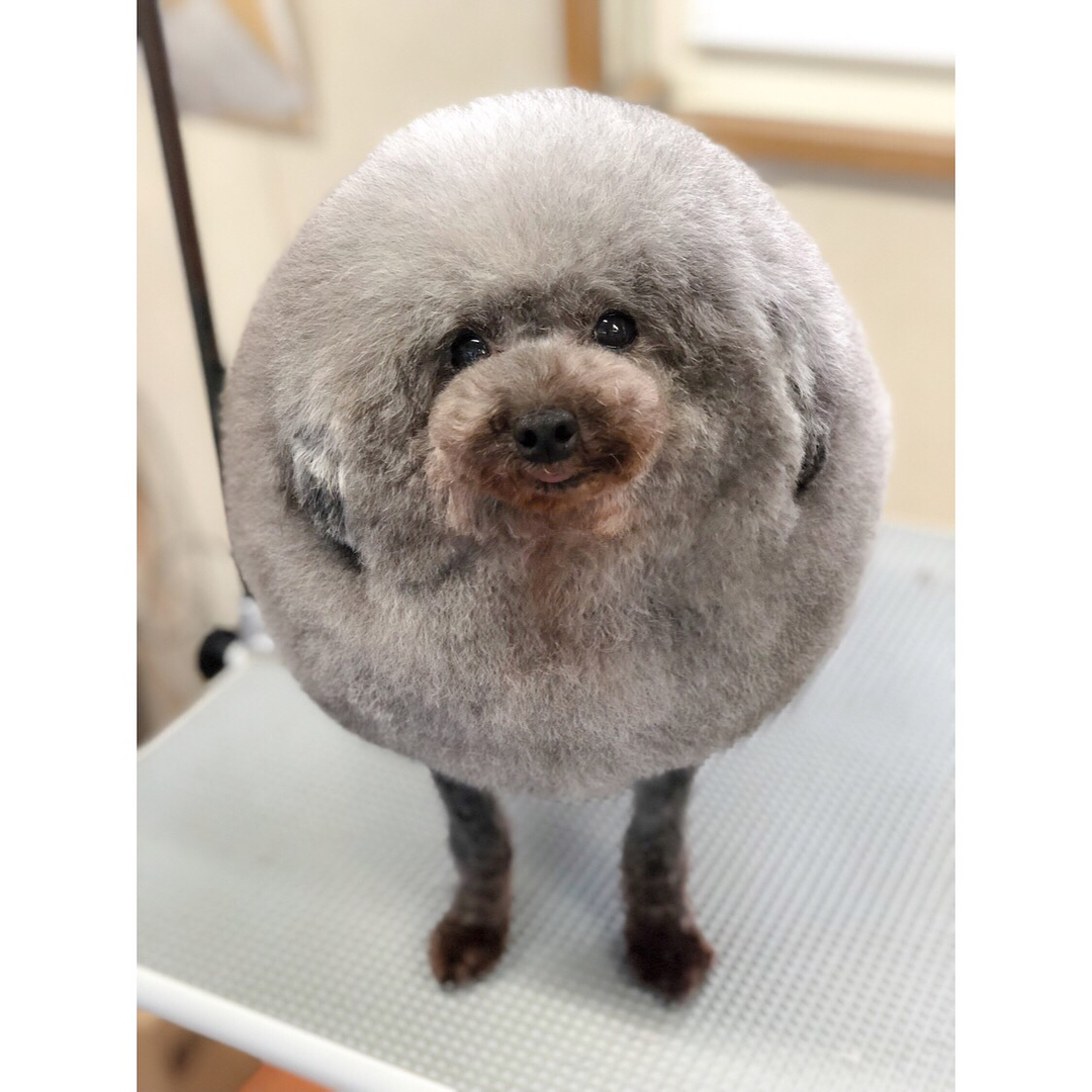 round fluffy dog